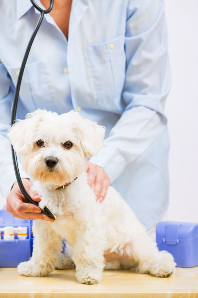 Contact Camino Veterinary Hospital - dog check up