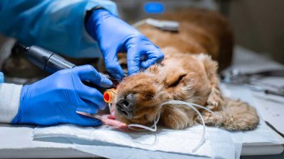 Pet Surgeons in San Clemente, CA | Camino Veterinary Hospital